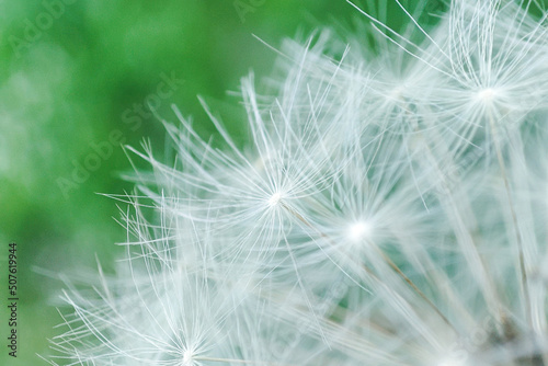Abstract dandelion background. artistic nature closeup. Spring summer background. Close up dandelion seeds © daily_creativity