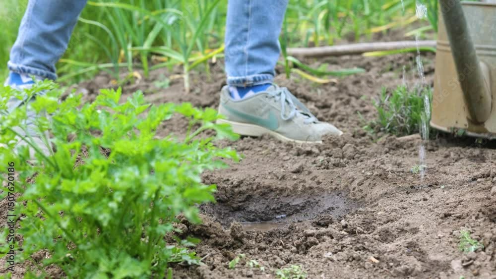 planting vegetable seedlings in the garden planting vegetable seedlings in the garden