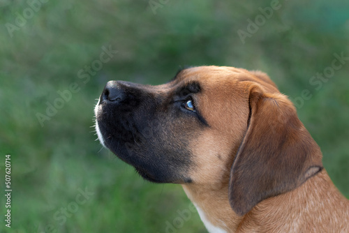 Side Portrait Of A Dog