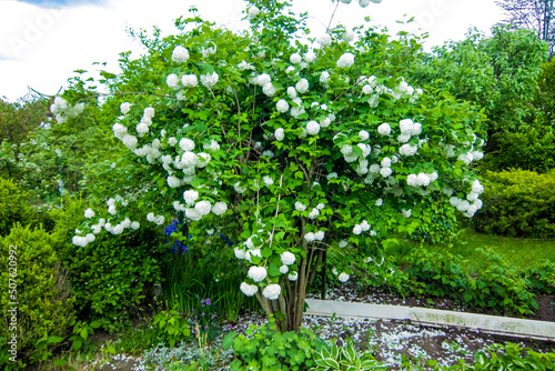 shrub of viburnum growing in the garden with white flowers in full bloom