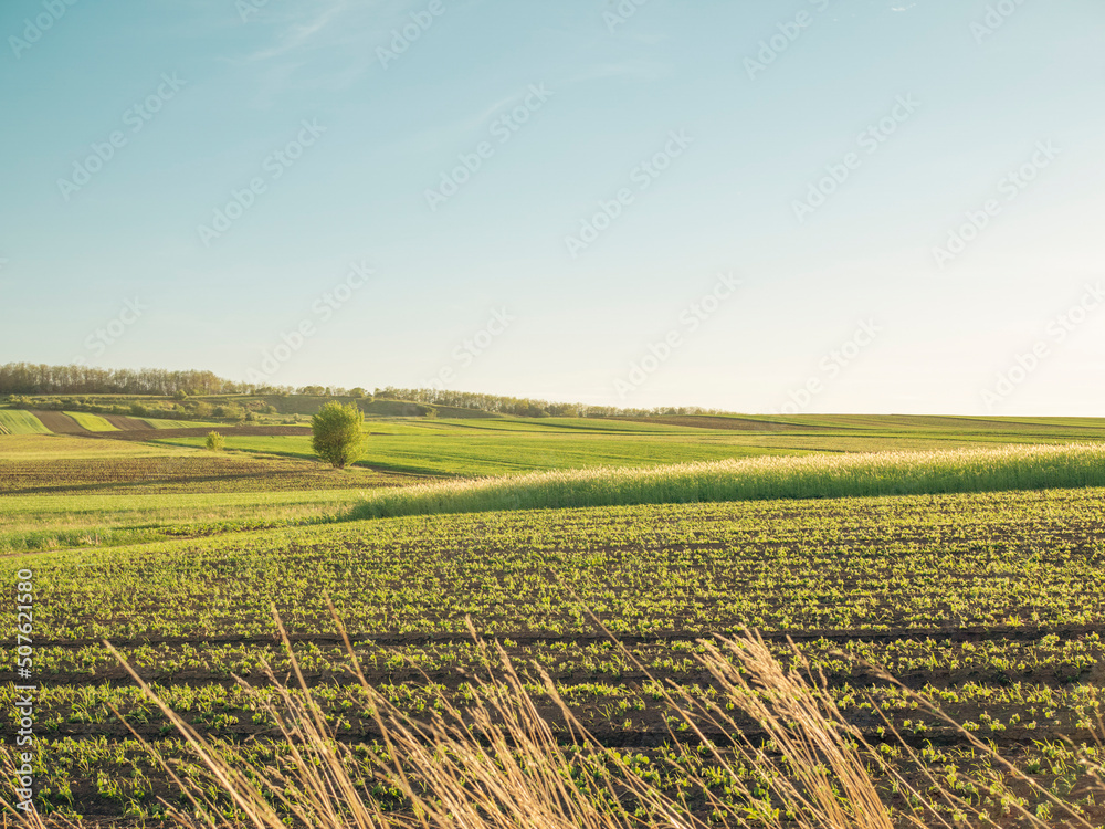 Agriculture field at the golden hour, countryside landscape. Sowing season and soil fertilization