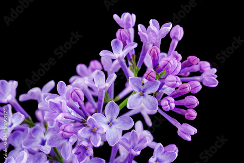 Beautiful lilac flowers. Blooming lilac bush with tender tiny flower. Purple lilac flower on the bush. Branch with lilac spring flowers. There are large lilac flowers on a branch of a lilac tree. 