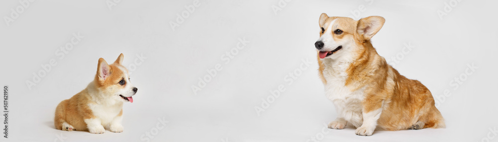 Little smiling dog on gray background. Free space for text. Dog for advertising tape. Playful pet close-up. Dog growth stages. Сorgi puppy and adult dog.