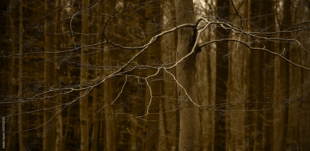 Fototapeta premium mixed forest,mischwald