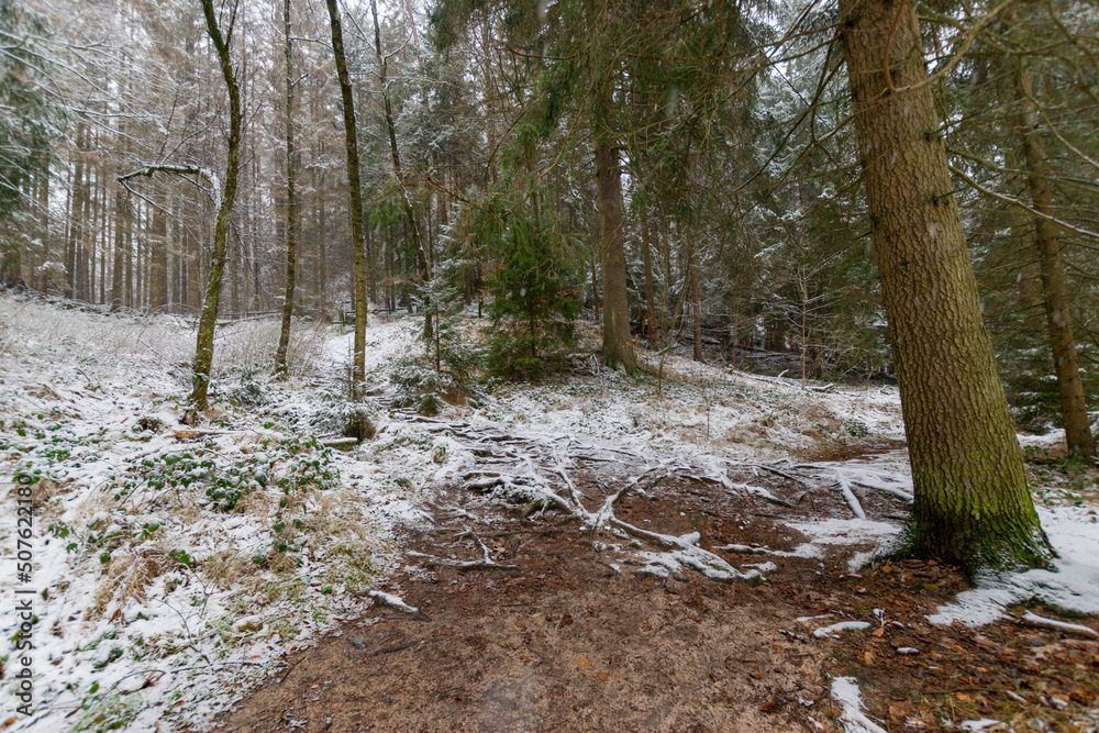 snowy hiking path at the Elbsandsteingebirge (Saxon Switzerland, Germany) snowy hiking path at the Elbsandsteingebirge (Saxon Switzerland, Germany)
