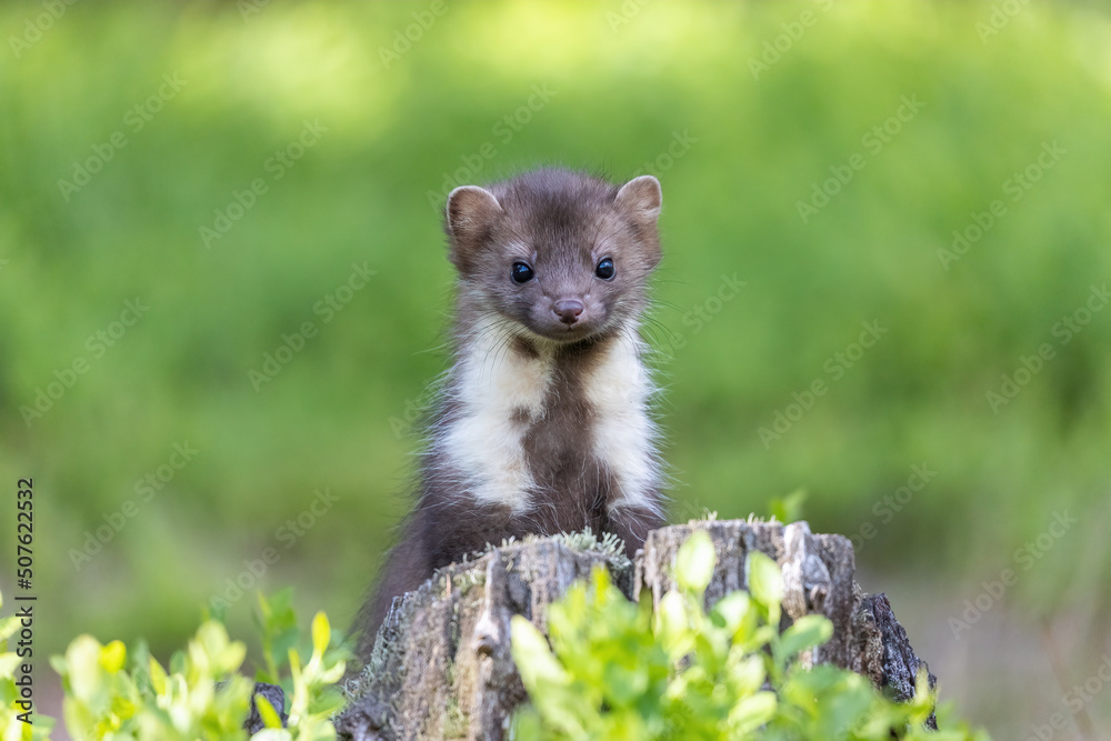Adorable young marten is looking at the camera standing on a stump. Horizontally. Adorable young marten is looking at the camera standing on a stump. Horizontally.