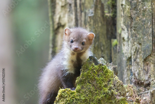 Cute young marten posing in a wood. Horizontally. 