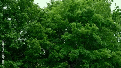 Trees shaking on wind