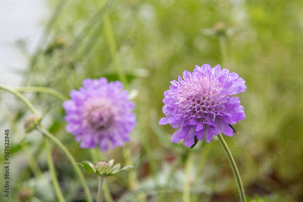 Scabious blue cushion (Scabiosa atropurpurea 'Blue Cushion')