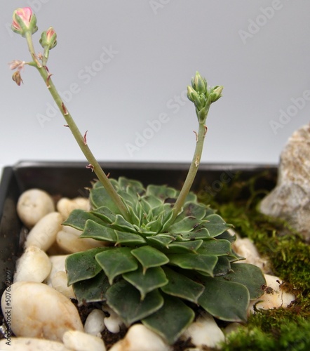 Zen Garden at office. Beautiful miniature garden art in pot design with white stones, woods and moss photo