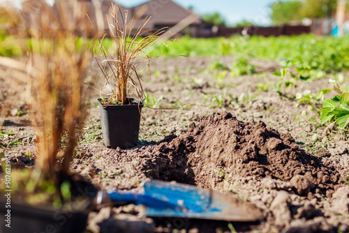 Planting bronze hair sedge into soil. Putting potted leatherleaf carex in ground in spring garden using shovel. photo