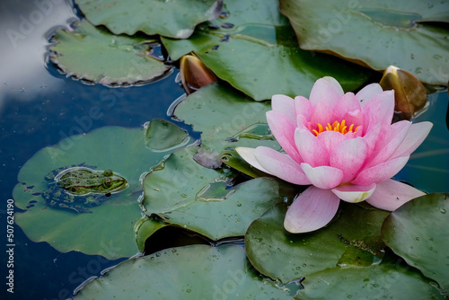Fotografia Frog sitting on waterlily leaf beside beauiful lotus-flower in a pond, close-up