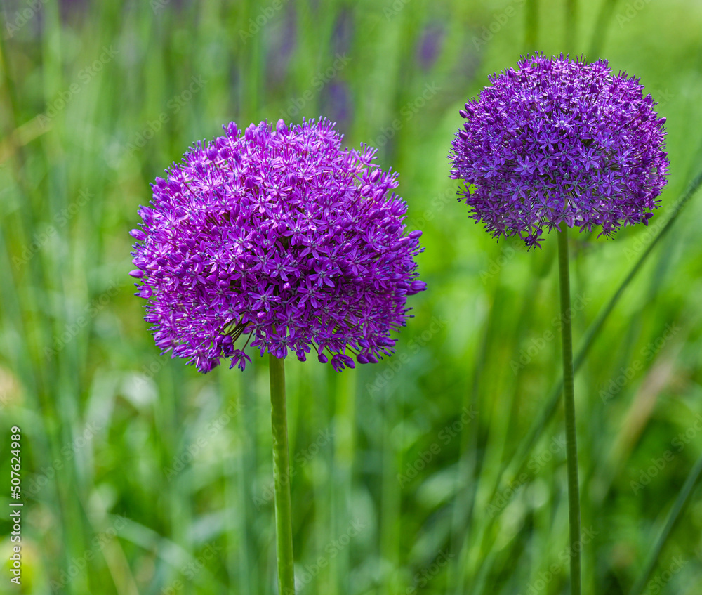 Obraz premium Flower head of Allium Purple Sensation(Allium aflatunense)_ Baden-Baden, Germany