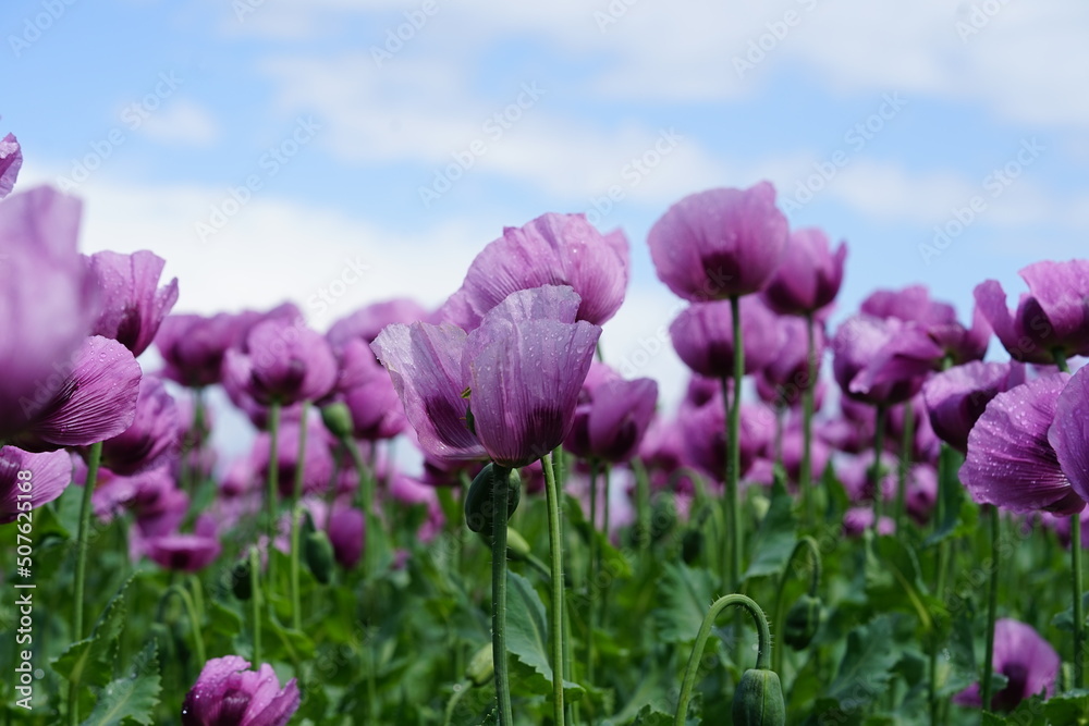 blau Mohn für die Bäcker blau Mohn für die Bäcker
