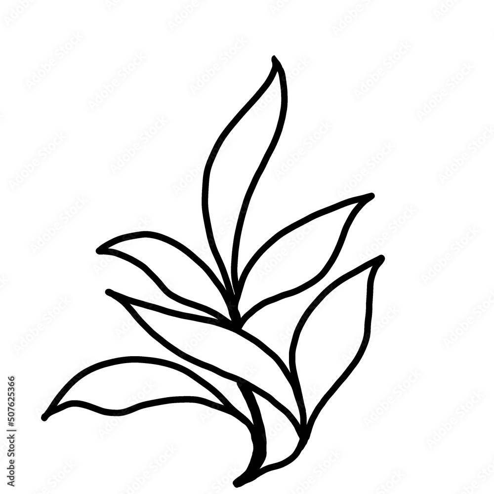 black and white flower black and white flower