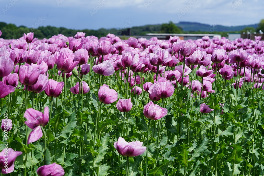 ein Feld voller rosa Mohnblumen die zu blau Mohn verarbeitet werden