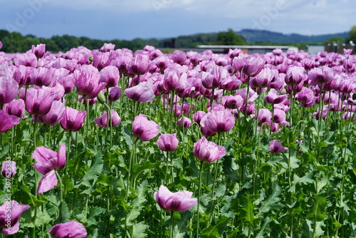 ein Feld voller rosa Mohnblumen die zu blau Mohn verarbeitet werden
