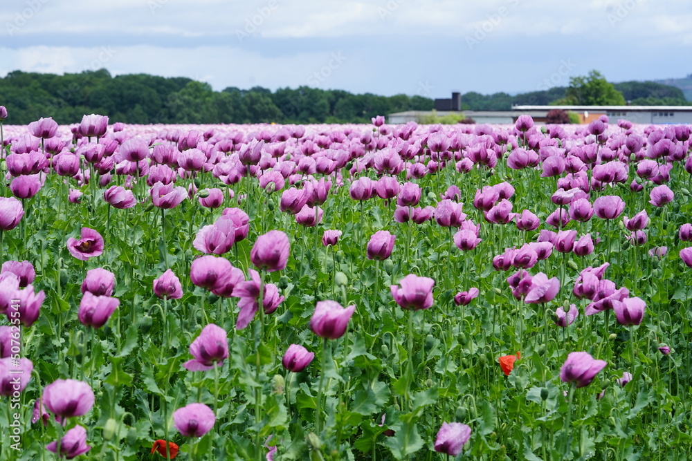 ein Feld voller rosa Mohnblumen die zu blau Mohn verarbeitet werden ein Feld voller rosa Mohnblumen die zu blau Mohn verarbeitet werden