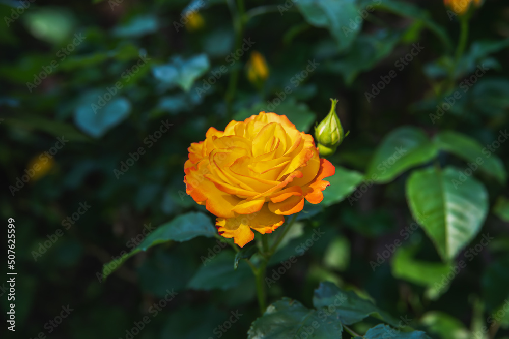 薔薇園の薔薇 ラバーグルート 薔薇園の薔薇 ラバーグルート