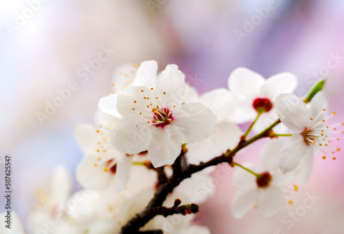 White blossom close up with blurred background