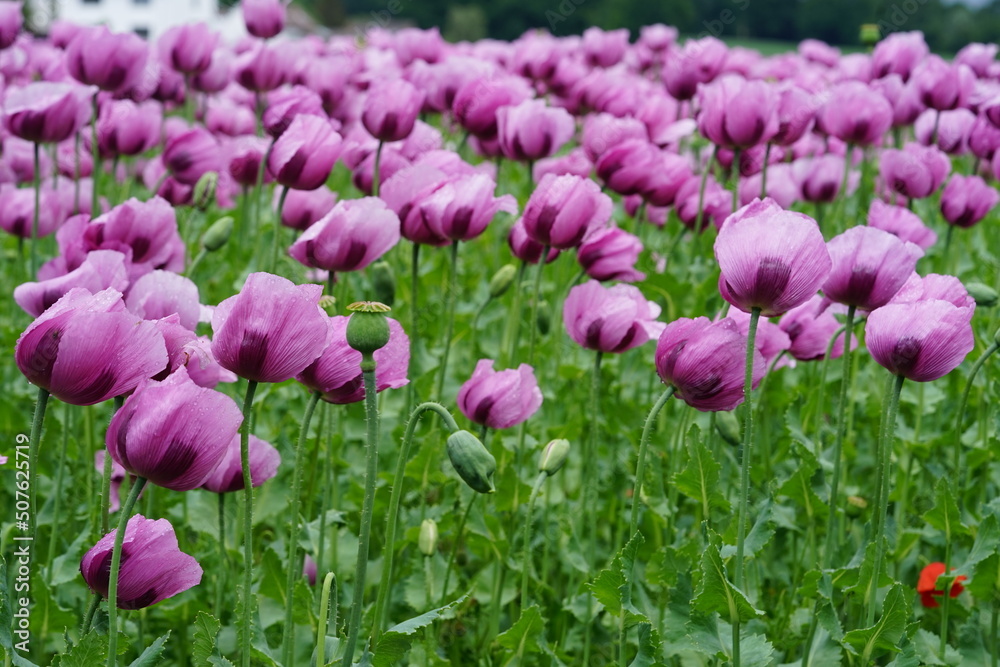 ein Feld voller rosa Mohnblumen die zu blau Mohn verarbeitet werden