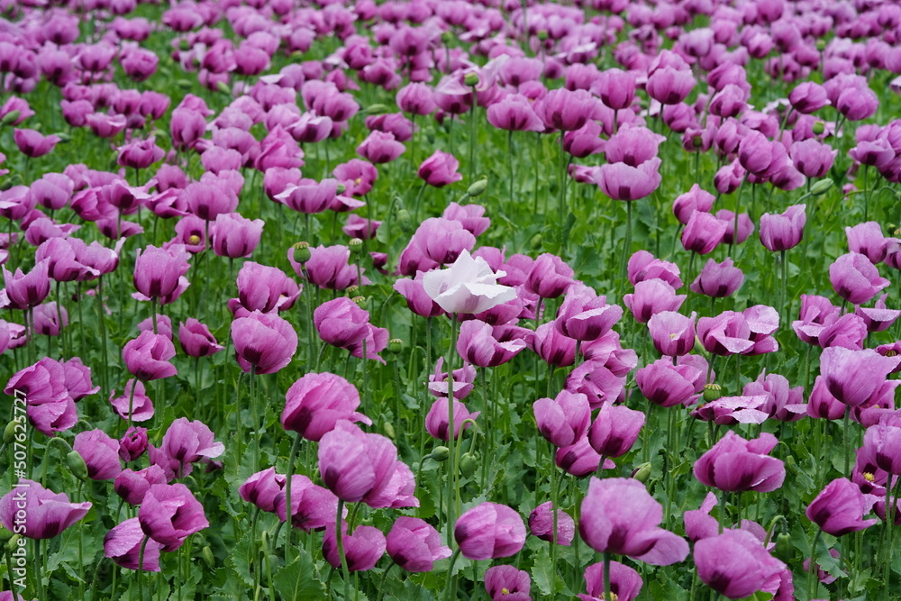 ein Feld voller rosa Mohnblumen die zu blau Mohn verarbeitet werden ein Feld voller rosa Mohnblumen die zu blau Mohn verarbeitet werden