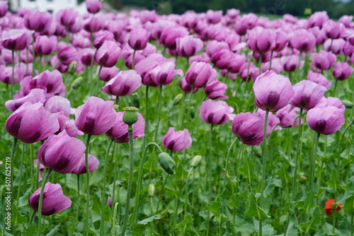 ein Feld voller rosa Mohnblumen die zu blau Mohn verarbeitet werden