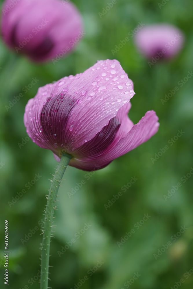 Blauer Mohn ist sehr empfindlich nach dem Hagel, Mohn Feld, Pink flowers Blauer Mohn ist sehr empfindlich nach dem Hagel, Mohn Feld, Pink flowers