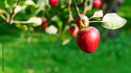 One red apple on a tree in the garden