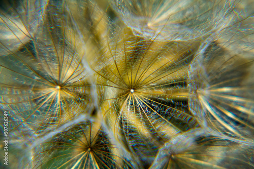 
Close-up, macro of a flower that is full of seeds. As a Close-Up, this dandelion beautifully shows how beautiful our nature is up close.