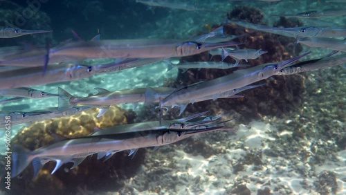 School of reef needlefish or Belonidae hunting on a coral reef. Snorkeling scuba and diving background. Underwater video of marine wild life. Group of predator fishes swimming in sun rays photo