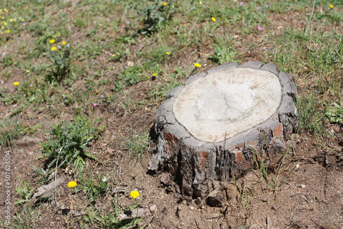 Old stump in the forest rounded with yellow flowers and green herbs