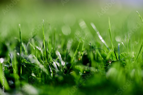 Green grass leaves in close-up, mock up and copy space