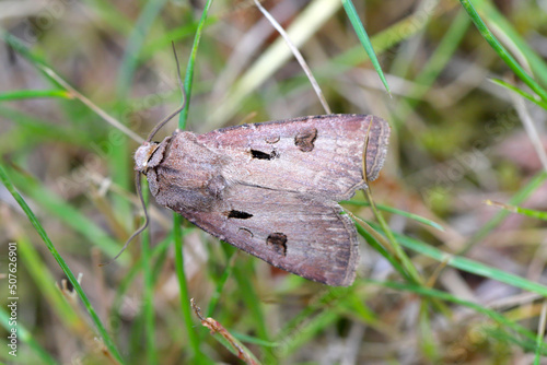 Heart and Dart Moth (Agrotis exclamationis)  is a moth of the family Noctuidae (owlet moths). Caterpillars are pests of various plants. photo