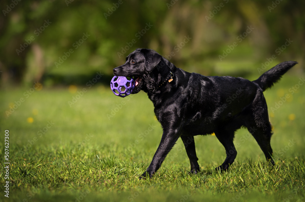 black labrador dog playing with a ball in the park in summer black labrador dog playing with a ball in the park in summer