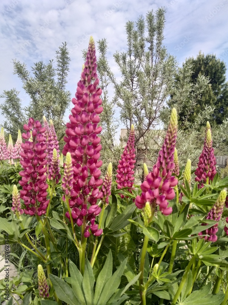 Spring flowers. Spring flowers.