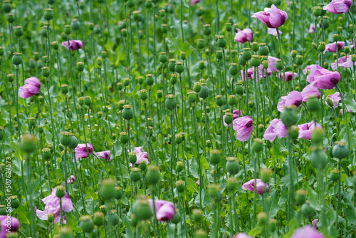 a field pink poppies called blue popy for bread