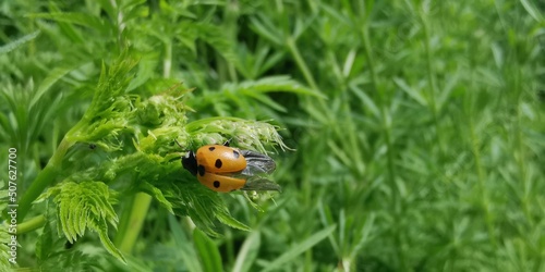 ladybug on grass