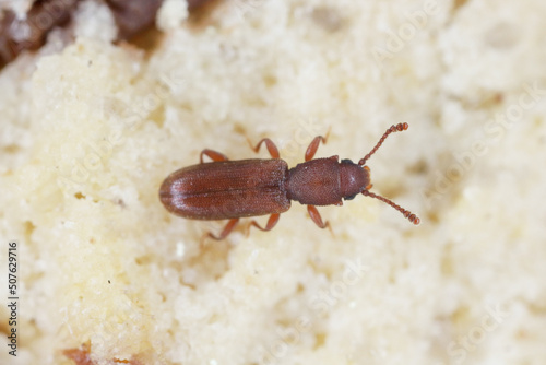 Silvanus unidentatus Silvanidae. A pest in homes and food storage areas. photo