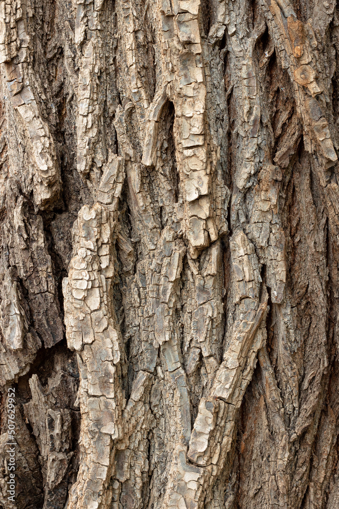 Texture of the bark of an old maple. Vertical