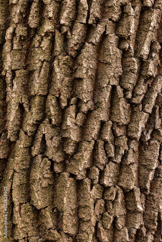 Background of tree bark in natural light. Vertical