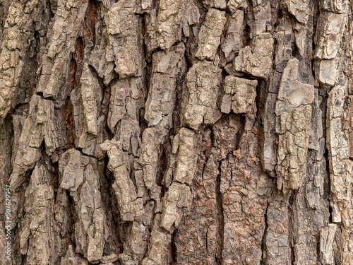 The bark of an old tree in the forest. Close up