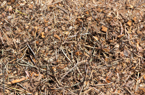 a close-up with many ants on a mound