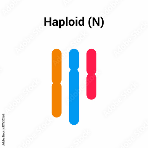 haploid (n) types of polyploidy