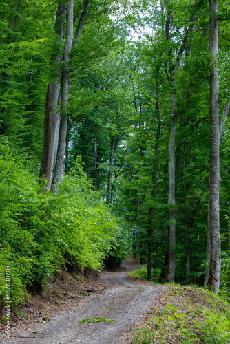 A dirt road through a green deciduous forest