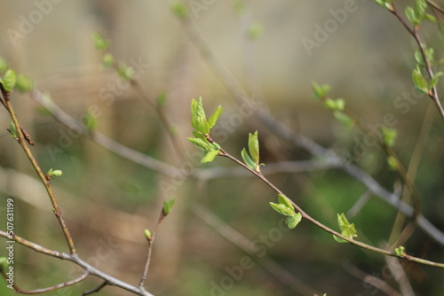 Liście Śliwka Drzewko Młody Liść Pąki Zielony Brązowy Green Tree Brown