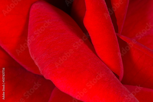 close up of petals of dark red rose