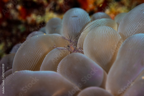 A bubble anemone shrimp on bubble anemone photo