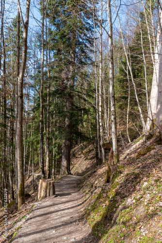 path in the woods in the alps  Bavaria  Germany 