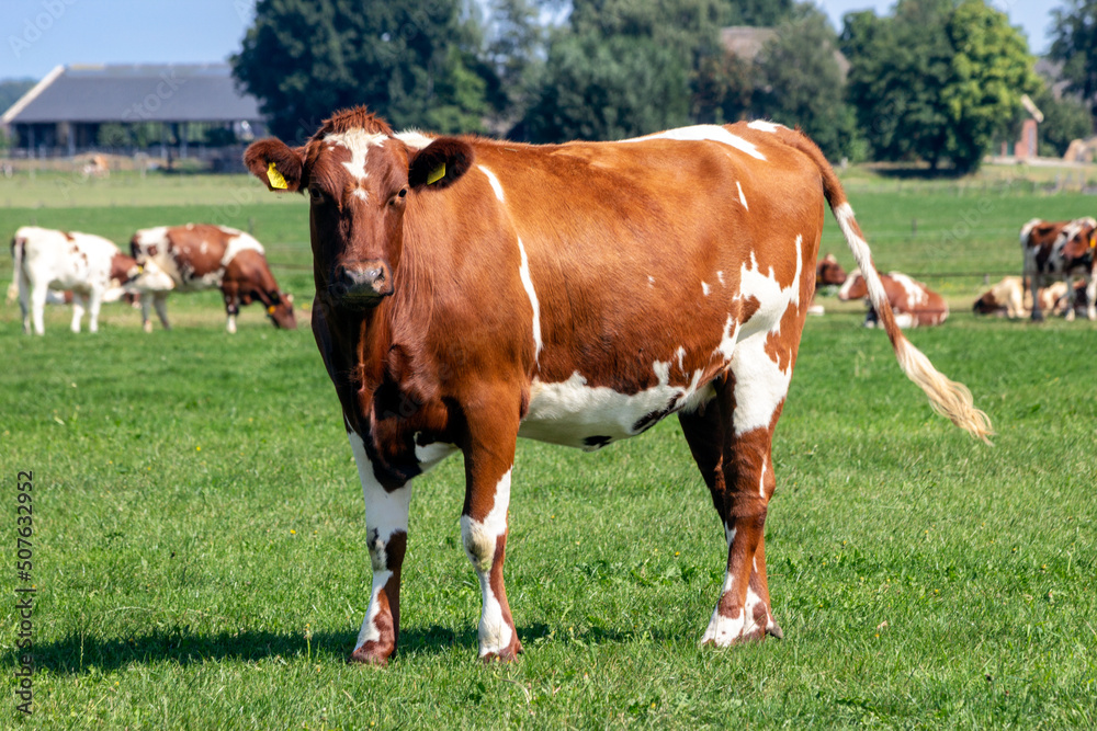 Holstein Friesian cow cattle grazing on farmland.